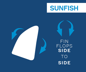 Sunfish Fin Guide