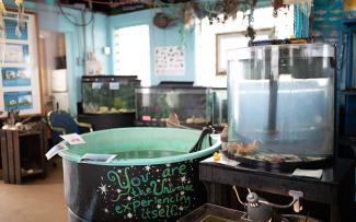 The interior of the Beavertail Aquarium features various aquariums and touch tanks with jellyfish art and painted murals on the walls