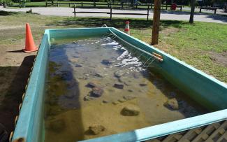 An rectangular pool of water serves as a touchtank with freshwater species found in Watchaug Pond