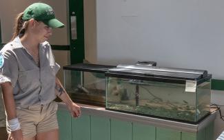 A park naturalist stands in front of an aquarium with marine animals