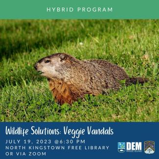 A woodchuck stands on a lawn, plotting his next attack on the neighborhood's veggie gardens
