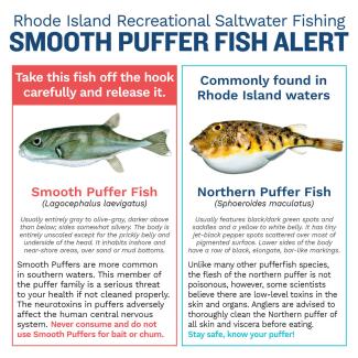 Side by side comparison of puffer fish