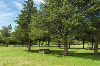 Picnic tables in a field with shade trees at Fort Wetherill State Park