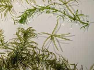 Aquatic invasive plants like hydrilla can outgrow native species, reduce biodiversity, alter fish habitats, degrade water quality, and disrupt recreational activities.