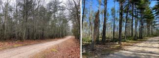 Before/after of the shaded fuel break that DEM foresters created along a trail at George Washington Management Area in 2022. Implementing this strategy involves some cutting but leaves behind many mature, well-spaced, healthy trees.
