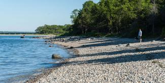 The beachfront at the John H. Chafee Preserve is covered in shells