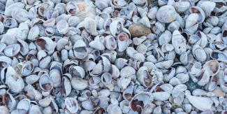Shells on the beach at the John H. Chafee Preserve