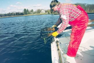 Art Ganz, RI DEM, empties a rake filled with quahogs to test for contaminants.