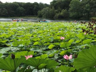 Invasive sacred lotus in Meshanticut Lake, Cranston