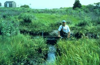 Fish sampling at Sachuest Marsh. Fyke nets were used to sample resident populations of fish before and after the restoration. 