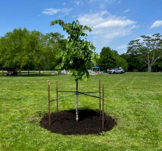 Newly planted tree at Goddard Memorial State Park