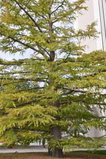 Bald cypress (Taxodium distichum) 