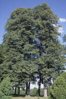 Basswood (Tilia americana). Credit Ohio DNR
