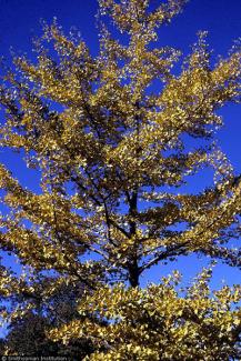 Ginkgo (Ginkgo biloba)  