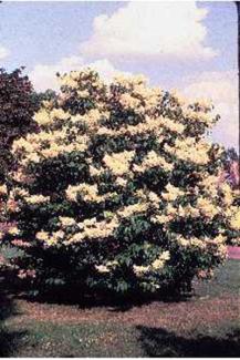 Japanese Tree Lilac (Syringa reticulata)