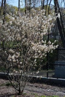 Serviceberry (Amelanchier canadensis). Credit: flowering shrub, Rachel James, CC BY-NC-SA 2.0