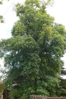 Tulip tree (Liriodendron tulipifera) . Credit Tulip Tree  (Liriodendron tulipifera) by Eirian Evans, CC BY-SA 2.0 <https://creativecommons.org/licenses/by-sa/2.0>, via Wikimedia Commons