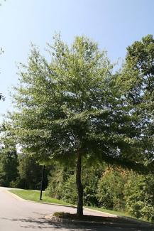 Willow Oak (Quercus phellos). Photo by David J. Stang, CC BY-SA 4.0 <https://creativecommons.org/licenses/by-sa/4.0>, via Wikimedia Commons