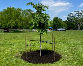 A newly planted tree with stakes and fresh mulch at Goddard Memorial State Park