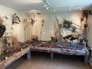 Wildlife Exhibit 