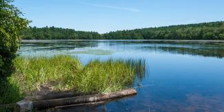 Scenic view of Breakheart Pond in Arcadia Management Area showing evergreens around a bright blue pond with green vegetation in the foreground