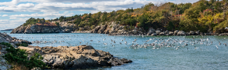 Rocky shoreline with sea birds flying above the blue waters of Narragansett Bay at Fort Wetherill State Park