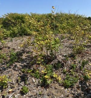 an invasive Japanese knotweed plant with greenish stems with purple splotches at Ninigret Barrier Beach