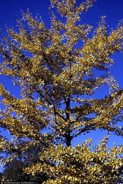 Ri/fs Tree Rhode Island DEM Donation Tree Program | Rhode Island State Parks