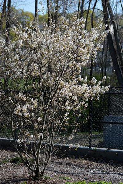 Ri/fs Tree Rhode Island DEM Donation Tree Program | Rhode Island State Parks